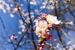 1-Day Washington D.C. Cherry Blossom (New York Departure) CB1