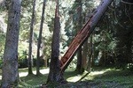 Private day hiking trip to Borjomi National Park with lunch and wine tasting. 