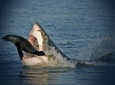 Cape Town Divers Experience 4Days 3Nights ( Comfort)