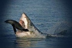 Cape Town Divers Experience 4Days 3Nights ( Comfort)