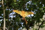 Madagascar Classic Tour 10D/9N ( Comfort)
