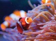 Cheap trip: from Cairo to Hurghada (Alf Leila Wa Leila+submarine)and return