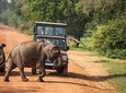 Shore Excursion Hambantota Port to Yala Safari and Come back(All Inclusive) 