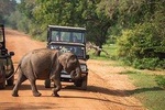 Shore Excursion Hambantota Port to Yala Safari and Come back(All Inclusive) 