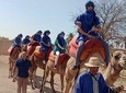 Marrakech camel ride in Palm grove