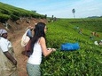 Make Your own Tea In Munnar