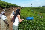 Make Your own Tea In Munnar