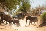 2 Days in Hwange National Park from Victoria Falls 