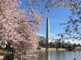 1-Day Tour Washington D.C. Cherry Blossom (DC Departure) CDC1