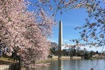 1-Day Tour Washington D.C. Cherry Blossom (DC Departure) CDC1