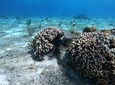 Experience Snorkel Cozumel, swim in the beautiful reef's
