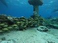 Snorkeling Experience Cozumel 