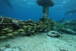Snorkeling Experience Cozumel 