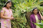 Cultural Tour of Sikkim (7 Days)