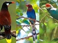 Bird Watching Tour Sri Lanka - 10 Days