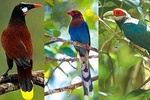 Bird Watching Tour Sri Lanka - 10 Days