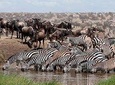 5 Days 4 Nights Nakuru, Naivasha, Masai Mara Budget Safari