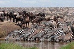 5 Days 4 Nights Nakuru, Naivasha, Masai Mara Budget Safari