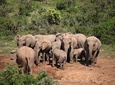 Port Elizabeth Shore Excursion: Addo Elephant Full Day Safari &"Braai"Lunch(BBQ)