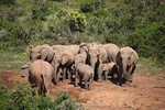 Port Elizabeth Shore Excursion: Addo Elephant Full Day Safari &"Braai"Lunch(BBQ)