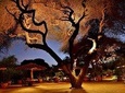 3 Days Amboseli Safari
