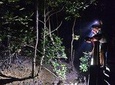 Mangrove Night Walk