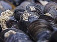 MUSSLE HUNTING EXPERIENCE WITH SUNSET APERITIF - Pesaro (Adriatic Coast)