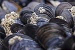 MUSSLE HUNTING EXPERIENCE WITH SUNSET APERITIF - Pesaro (Adriatic Coast)