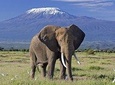 6 Days Amboseli, Nakuru Masai Mara Safari