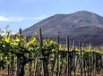 Mount Vesuvius & Wine Tasting with Lunch Private Tour from Naples