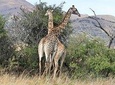 5 Day All Incl. Private Kruger Park Safari With Optional Panorama