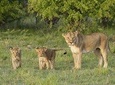 Botswana Chobe National Park Classic Safari -10 nights/11 days 