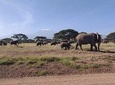 Amboseli Overnight Trip