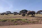 Amboseli Overnight Trip