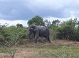 Visit Jeep Safari at Minneriya National Park From Kandy