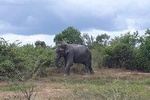 Visit Jeep Safari at Minneriya National Park From Kandy