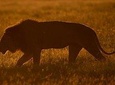 7 Days Maasai Mara/L.Nakuru/Amboseli