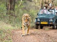 10 Days Amazing Rajasthan Tour Taj Mahal & Wildlife Tour & More