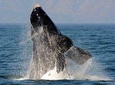 Shark cage diving + viewing & whale watching tours combination