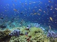 2 dives in Nusa Lembongan and Nusa Penida, for certified diver 