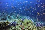 2 dives in Nusa Lembongan and Nusa Penida, for certified diver 