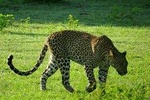 Yala National Park Private Safari with Naturalist