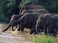 Wasgamuwa National Park Private Safari with Naturalist