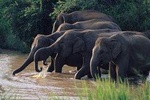 Wasgamuwa National Park Private Safari with Naturalist