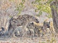 Victoria falls- Okavango Delta Safari (11 nights/ 12 days)