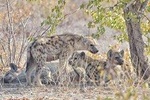 Victoria falls- Okavango Delta Safari (11 nights/ 12 days)