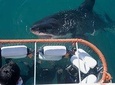 Shark Cage Diving & Viewing in False Bay