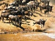 Wildebeest Migration Calving Season 7 Days