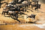 Wildebeest Migration Calving Season 7 Days