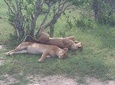 Half Day Nairobi National Park Safari in the City